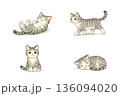 様々なポーズのかわいい猫 136094020