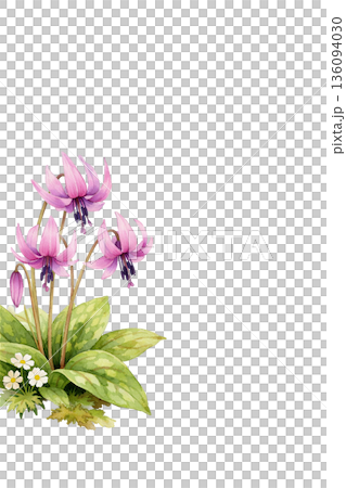 Watercolor botanical art of dogtooth violets 136094030