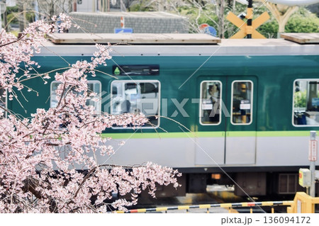 京都府、山科駅前の枝垂れ桜と踏切を通過する京阪800系電車 136094172