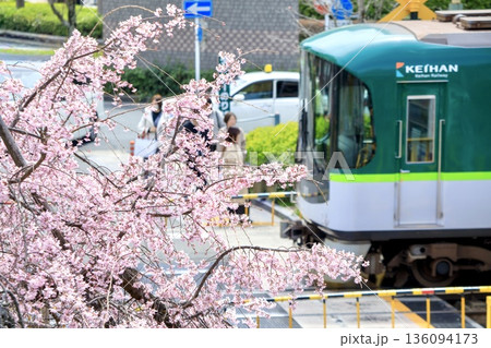 京都府、山科駅前の枝垂れ桜と踏切を通過する京阪800系電車 京都府、山科駅前の枝垂れ桜と踏切を通過する京阪800系電車 136094173