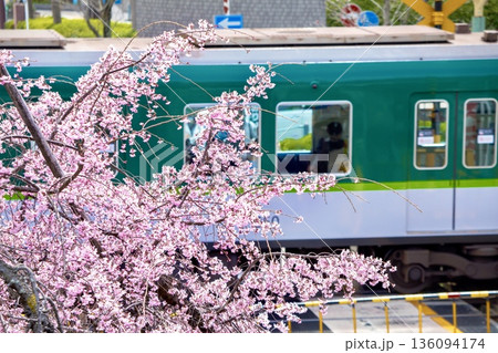 京都府、山科駅前の枝垂れ桜と踏切を通過する京阪800系電車 136094174