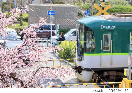 京都府、山科駅前の枝垂れ桜と踏切を通過する京阪800系電車 京都府、山科駅前の枝垂れ桜と踏切を通過する京阪800系電車 136094175