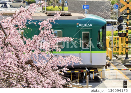 京都府、山科駅前の枝垂れ桜と踏切を通過する京阪800系電車 136094176