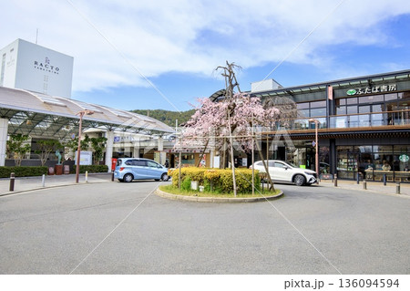 京都府、山科駅前ロータリーの満開の枝垂れ桜 京都府、山科駅前ロータリーの満開の枝垂れ桜 136094594