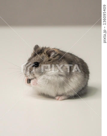 Dzungarian hamster delicately holding a sunflower seed in its paws. Dzungarian hamster delicately holding a sunflower seed in its paws. 136095409