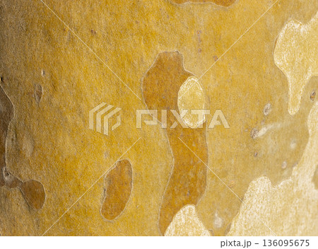 Platan, Platane, Platanus sycamore, plane trunk symbol. Texture made of Platan, Platane, sycamore, plane tree bark. Beautiful Platan tree trunk background. Conceptual image. Peaceful nature Typography 136095675