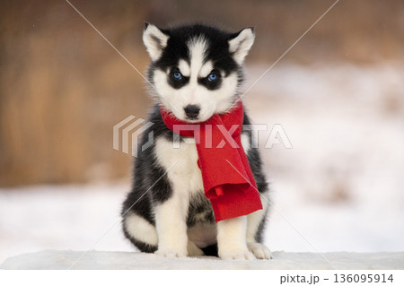 A charming Siberian Husky puppy is dressed in a vibrant red winter scarf. The puppy sits patiently on a white snowy surface, showing off its beautiful blue eyes and fluffy black and white fur. 136095914