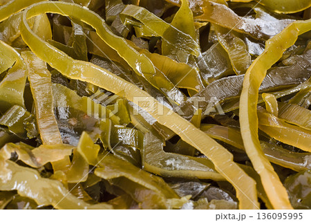 Laminaria (Kelp) close up 136095995