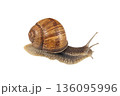 Large garden snail with brown shell isolated on a white background 136095996