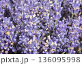 Lavender flowers close up background 136095998
