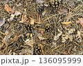 Leaf litter in pine forest floor 136095999