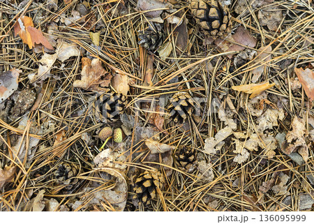 Leaf litter in pine forest floor 136095999