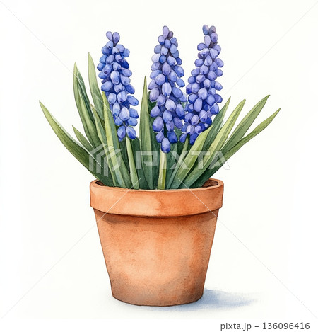 Watercolor spring flower muscari on white background Watercolor spring flower muscari on white background 136096416