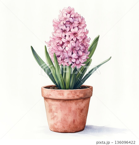 Watercolor spring flower hyacinth on white background 136096422