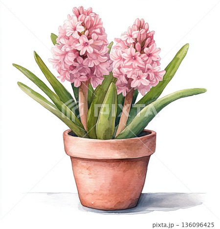 Watercolor spring flower hyacinth on white background 136096425