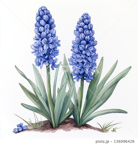 Watercolor spring flower hyacinth on white background 136096426