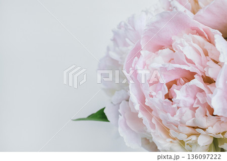 Pink peony flower close up on light background with copy space 136097222