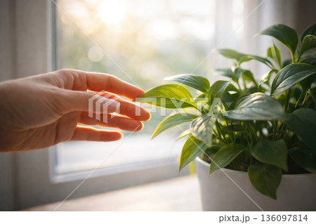 Hand Touching Green Houseplant Leaves by Sunlit Window Hand Touching Green Houseplant Leaves by Sunlit Window 136097814