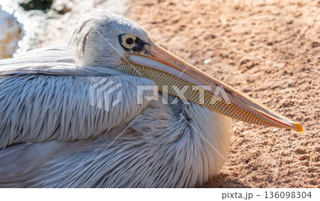 Resting pelican with folded wings on sandy ground Resting pelican with folded wings on sandy ground 136098304