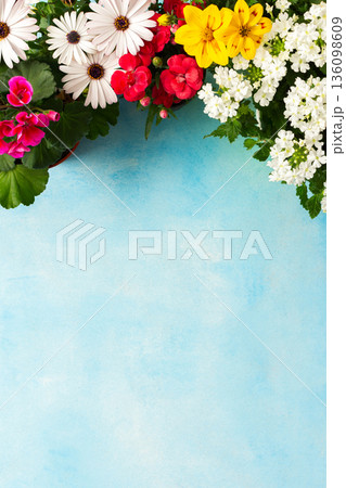 Colorful spring flowers decorate a home balcony, creating a vibrant atmosphere. This scene showcases various blooms against a bright blue background, enhancing the outdoor space charm 136098609