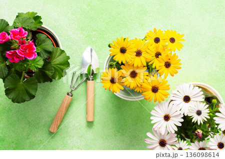 Colorful spring flowers in pots brighten a home balcony. Gardening tools are neatly arranged, ready for planting. This cheerful setup invites joy and beauty to the outdoor space Colorful spring flowers in pots brighten a home balcony. Gardening tools are neatly arranged, ready for planting. This cheerful setup invites joy and beauty to the outdoor space 136098614