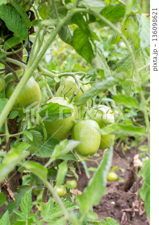 Green tomatoes are growing on plants in a garden. The plants are lush and show various stages of growth under bright sunlight 136098621