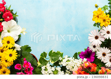 Colorful spring flowers adorn a home balcony, creating a lively atmosphere. The flowers include daisies, begonias, and petunias, celebrating the beauty of the season 136098631