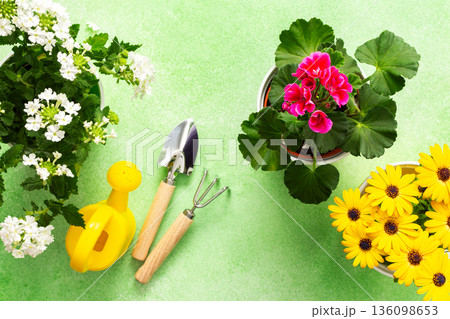 Colorful spring flowers in pots brighten a home balcony. Gardening tools are neatly arranged, ready for planting. This cheerful setup invites joy and beauty to the outdoor space 136098653