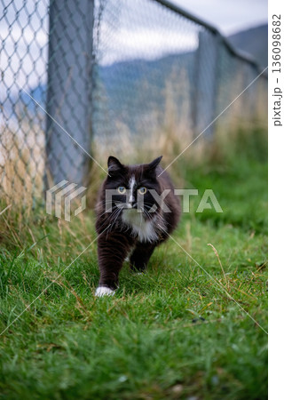Black and white domestic cat walking on green grass outdoors 136098682