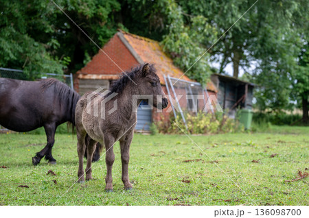 Curious pony foal standing on green farm meadow with rustic barn in countryside Curious pony foal standing on green farm meadow with rustic barn in countryside 136098700