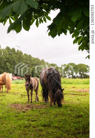 Pony mare and foal grazing on green meadow in summer countryside under tree canopy Pony mare and foal grazing on green meadow in summer countryside under tree canopy 136098703