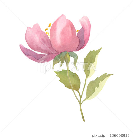 Watercolor Spring Pink Flower with Leaves Watercolor Spring Pink Flower with Leaves 136098933