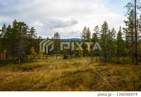 Autumn meadow landscape with pine forest and dramatic cloudy sky in Finland 136098974