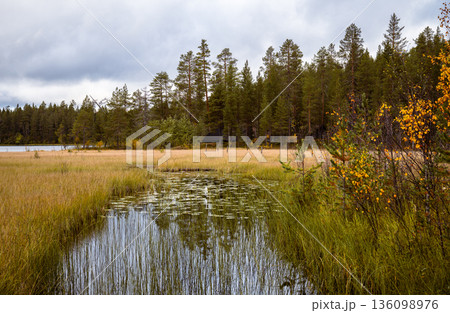 Autumn wetland landscape with forest meadow and reflective pond in national park of Finland 136098976