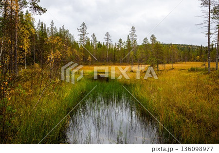 Autumn wetland landscape with forest meadow and reflective pond in national park of Finland 136098977