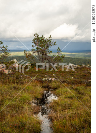 Autumn wetland landscape with forest meadow and reflective pond in national park of Finland 136098978