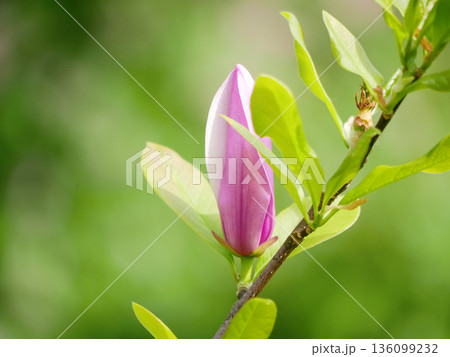 Elegant pink magnolia flower bud on branch with fresh green leaves. Spring bloom, floral nature background, beauty, growth, gardening, zen and freshness concept Elegant pink magnolia flower bud on branch with fresh green leaves. Spring bloom, floral nature background, beauty, growth, gardening, zen and freshness concept 136099232
