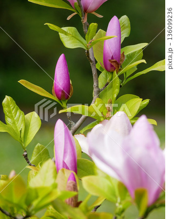 Elegant pink magnolia flower buds on branch with fresh green leaves. Spring bloom, floral nature background, beauty, growth, gardening, zen and freshness concept 136099236