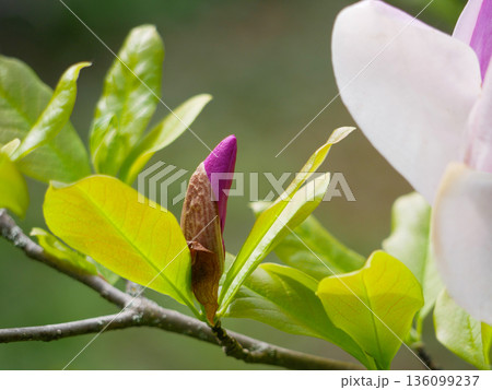 Elegant pink magnolia flower bud on branch with fresh green leaves. Spring bloom, floral nature background, beauty, growth, gardening, zen and freshness concept 136099237