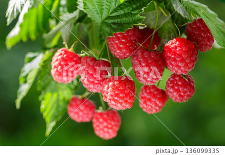 Branch of ripe raspberry on a bush in a garden 136099335