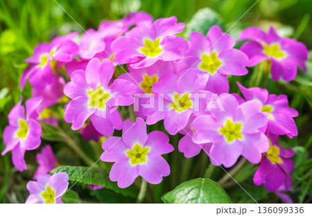 blooming of primula flowers in a garden 136099336