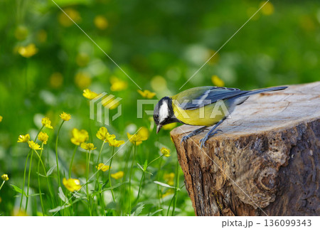 Little bird perching on old stump on yellow flowers background. Great tit 136099343