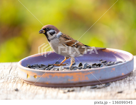bird feeding on a bird feeder with sunflower seeds. Sparrow. Passer montanus 136099345