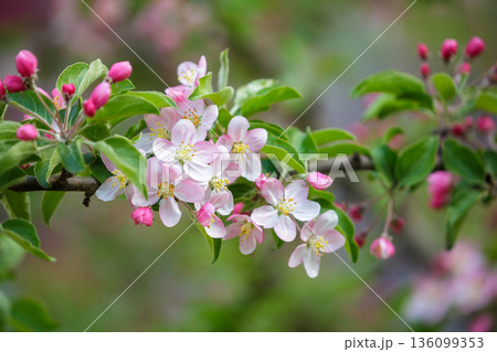 Branch of blooming apple tree in spring garden. Close up of colorful flowers on a tree Branch of blooming apple tree in spring garden. Close up of colorful flowers on a tree 136099353