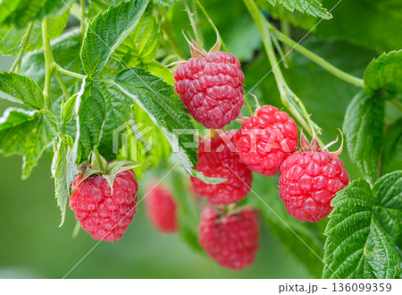 Branch of ripe raspberry on a bush in a garden 136099359