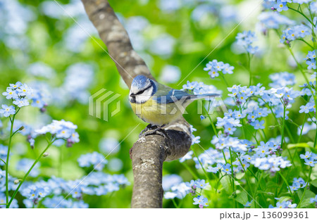 Bird perching on branch of tree on forget-me-not flowers background. Blue tit 136099361