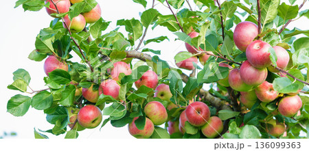 Ripe red apples hanging on tree in orchard garden 136099363