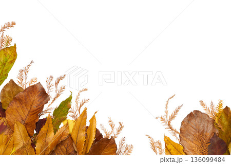 物語性のある秋の植物レイアウト・コピースペース付き透過素材 136099484