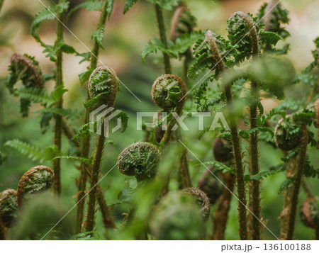 Close-up of young fern fiddleheads unfurling in lush green forest. Natural spring growth, botanical texture, wild plants, fresh foliage, eco and nature background Close-up of young fern fiddleheads unfurling in lush green forest. Natural spring growth, botanical texture, wild plants, fresh foliage, eco and nature background 136100188