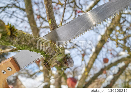 Pruning apple tree branches with a hand saw in winter, selective focus. 136100215